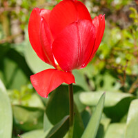 Buy canvas prints of Red tulip flower by aurélie le moigne