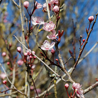 Buy canvas prints of Prunus flowers in a garden by aurélie le moigne