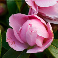 Buy canvas prints of Blooming of pink camellia flower by aurélie le moigne