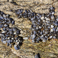 Buy canvas prints of Wild mussels on rocks by aurélie le moigne