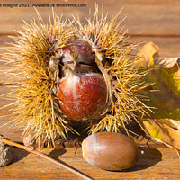 Buy canvas prints of Chestnuts, husks, acorn and oak leaves on a wooden table by aurélie le moigne
