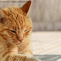 Buy canvas prints of Lying red cat by aurélie le moigne