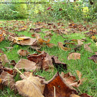Buy canvas prints of Dead leaves on grass by aurélie le moigne