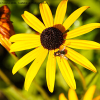 Buy canvas prints of Common green bottle fly on black-eyed susan flower in a garden by aurélie le moigne