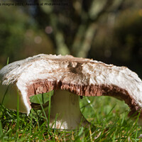 Buy canvas prints of Field mushroom in grass by aurélie le moigne