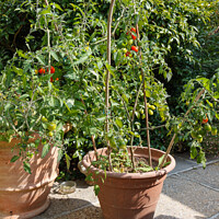 Buy canvas prints of Cherry tomatoes ripening in a garden by aurélie le moigne