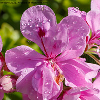 Buy canvas prints of Pink geranium flower with dewdrops  by aurélie le moigne