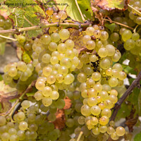 Buy canvas prints of Bunch of grapes on vine stock by aurélie le moigne