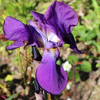 Buy canvas prints of Purple iris flower by aurélie le moigne