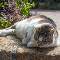 Buy canvas prints of Lying down tabby cat in a garden by aurélie le moigne