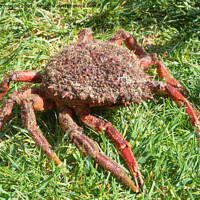 Buy canvas prints of Alive spider crabs on grass by aurélie le moigne