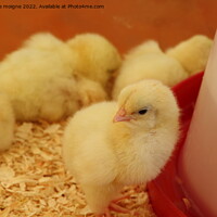 Buy canvas prints of Chick in a brooder by aurélie le moigne