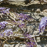 Buy canvas prints of Flowers of purple Wisteria by aurélie le moigne