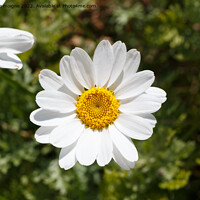 Buy canvas prints of White flowers of ox-eye daisy by aurélie le moigne