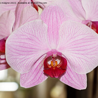 Buy canvas prints of Pink orchid flowers by aurélie le moigne