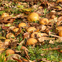 Buy canvas prints of Apples on the ground by aurélie le moigne