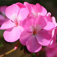 Buy canvas prints of Pink geranium flower in a garden by aurélie le moigne