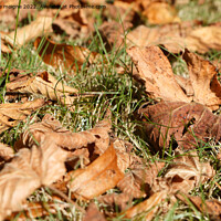 Buy canvas prints of Dead leaves on grass by aurélie le moigne
