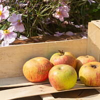 Buy canvas prints of Apples in a crate by aurélie le moigne