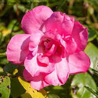 Buy canvas prints of Pink rose in a garden by aurélie le moigne