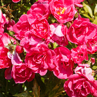 Buy canvas prints of Pink roses in a garden by aurélie le moigne