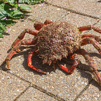 Buy canvas prints of Alive spider crabs on pavement by aurélie le moigne