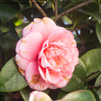 Buy canvas prints of Pink flower of camellia by aurélie le moigne