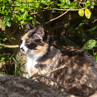 Buy canvas prints of Tortoiseshell cat in a garden by aurélie le moigne