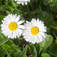 Buy canvas prints of White flowers of daisy by aurélie le moigne