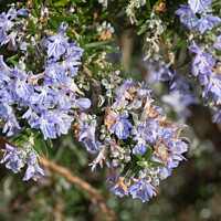 Buy canvas prints of Rosemary plant in a garden by aurélie le moigne