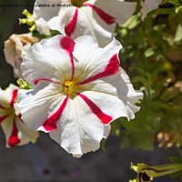 Buy canvas prints of Petunia flowers in a garden by aurélie le moigne