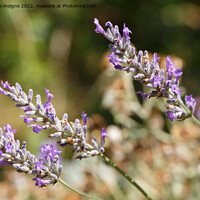 Buy canvas prints of Purple lavender flowers by aurélie le moigne