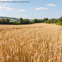 Buy canvas prints of Field of barley by aurélie le moigne