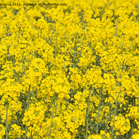 Buy canvas prints of Field of canola in Brittany by aurélie le moigne