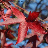 Buy canvas prints of Maple leaves in autumn by aurélie le moigne