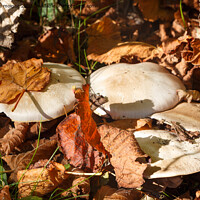 Buy canvas prints of Field mushrooms in grass by aurélie le moigne