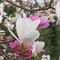 Buy canvas prints of White and pink magnolia flowers in a garden by aurélie le moigne