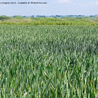 Buy canvas prints of Field of wheat still green by aurélie le moigne