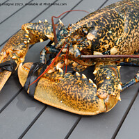 Buy canvas prints of Breton alive lobster by aurélie le moigne