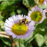 Buy canvas prints of Purple seaside fleabane and bee in a garden by aurélie le moigne