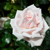 Buy canvas prints of Pink rose in a garden by aurélie le moigne