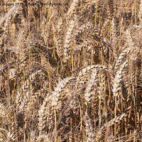 Buy canvas prints of Field of wheat by aurélie le moigne
