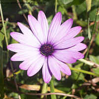 Buy canvas prints of Purple Osteospermum flower in a garden by aurélie le moigne