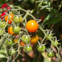 Buy canvas prints of Cherry tomatoes growing in a vegetable garden by aurélie le moigne