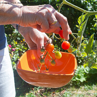 Buy canvas prints of To pick cherry tomatoes in a vegetable garden by aurélie le moigne