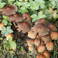 Buy canvas prints of Glistening inkcap mushrooms in grass by aurélie le moigne