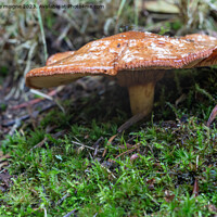 Buy canvas prints of Rufous milkcap mushroom in moss by aurélie le moigne