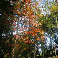 Buy canvas prints of Forest during autumn by aurélie le moigne