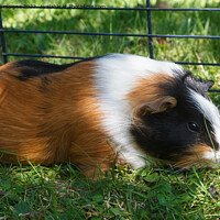 Buy canvas prints of Guinea pig in grass by aurélie le moigne