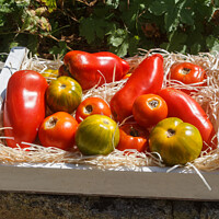 Buy canvas prints of Tomatoes in a wooden crate by aurélie le moigne